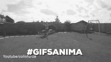 gifsanima  GIF