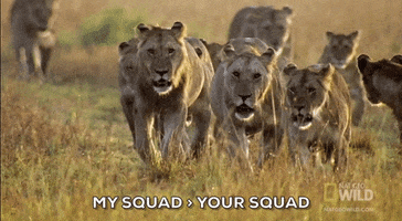 squad lions GIF by Nat Geo Wild 