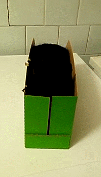 mrperkele #moi #cat GIF