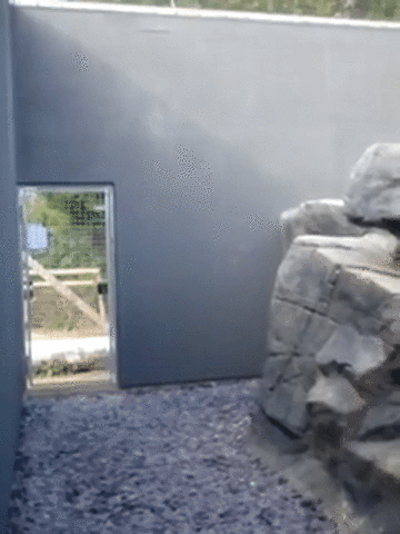 randallkramm  GIF