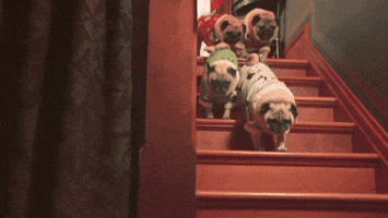 200.gif?cid=fc005b08a5ad4698b7874b38d5c90c51827c6f0796c0d8d7&rid=200.gif&ct=g