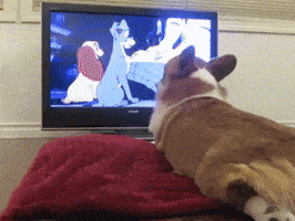 olesiatelegina  GIF