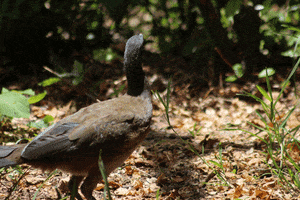 georgepalmer980 guacharaca pajaro bird nature GIF