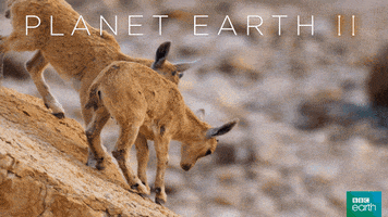 planet earth 2 friends GIF by BBC Earth