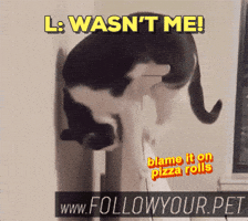 followyourpet funny cat cute lol GIF