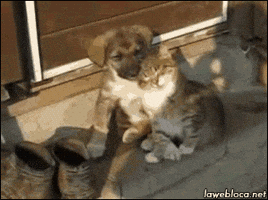tranquil  GIF