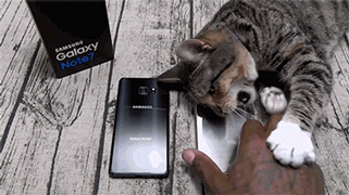 pantips cat galaxy note 7 flossy carter GIF