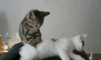 cat massage GIF by Product Hunt