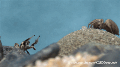 Jumping Spiders Gif By Pbs Digital Studios Find Share On Giphy Jumping Spiders Gif By Pbs Digital Studios Find Share On Giphy