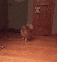 dog shoes GIF by Jess