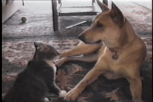 cihancimen  GIF