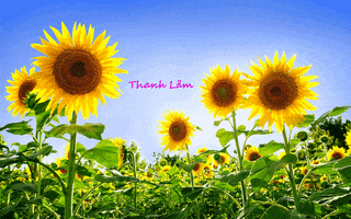 thanhlam  GIF