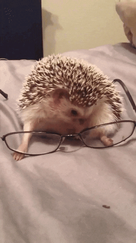 Glasses Funny Videos GIF by AFV Pets