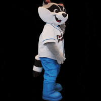 Baseball Raccoon GIF by Rocket City Trash Pandas - Find & Share on GIPHY