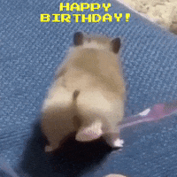 Happy Birthday Hamster GIF by MOODMAN