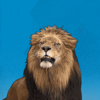 Lion Leo GIF by CSU