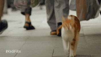 Youtube Red Cat GIF by YouTube Originals