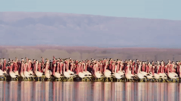 200.gif?cid=fc005b08bcb053fa5ff277dd94752611d856f4d0f6f2e83f&rid=200.gif&ct=g