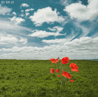 collage poppies GIF