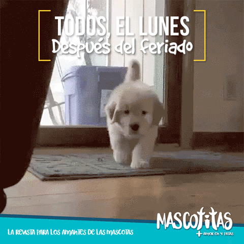 revistamascotitas  GIF