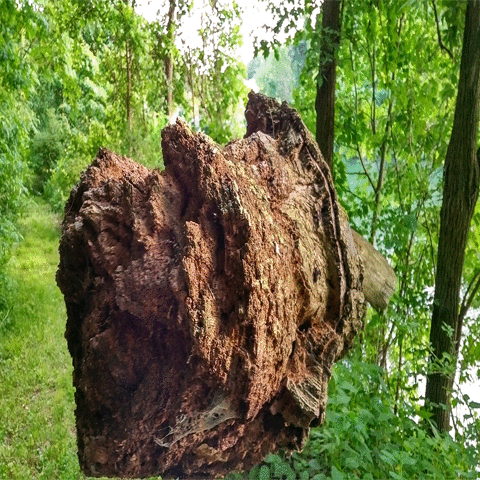 Tepbian_Kord art pixel pixelart nature GIF