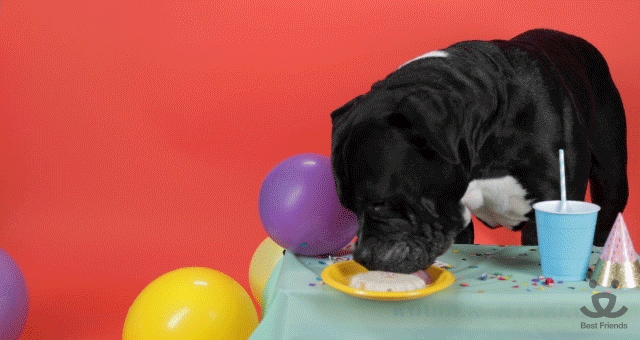 Adopt Happy Birthday Gif By Best Friends Animal Society Find Share On Giphy