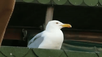 evilripper laugh world seagull GIF