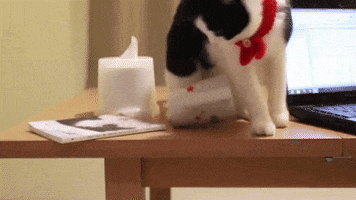 cat mean GIF by The Mighty Mug