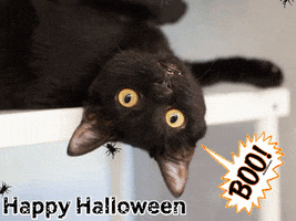 black cat GIF by Nebraska Humane Society