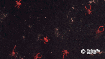 red crab GIF by Monterey Bay Aquarium