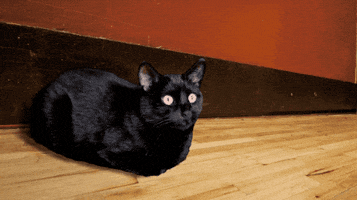 Black Cat What GIF by Sub Pop Records