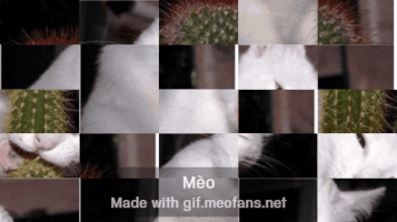 meofans cats meow GIF
