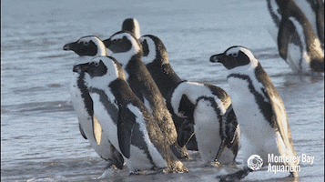 african penguin GIF by Monterey Bay Aquarium
