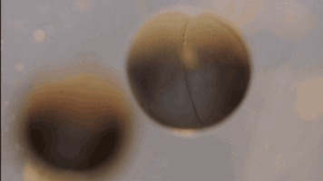 engadget  GIF