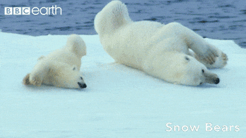 Polar Bear Friends GIF by BBC Earth