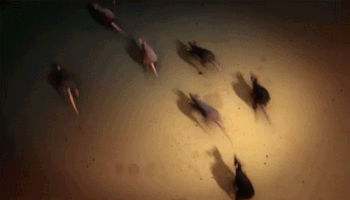 tomadelsbach rats GIF