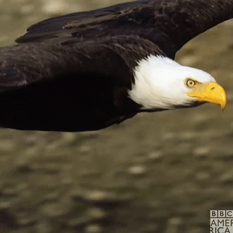 Bald Eagle GIFs - Get the best GIF on GIPHY