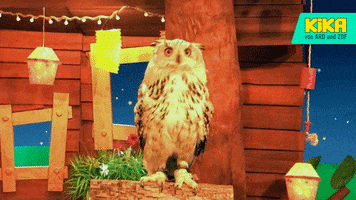 eagle owl night GIF by KiKA