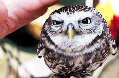 owl hoot GIF