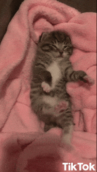 Chaton Gifs Get The Best Gif On Giphy Chaton Gifs Get The Best Gif On Giphy