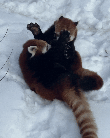 Playing Red Panda GIF by Valley Zoo Development Society