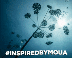 Museum of Underwater Art GIF