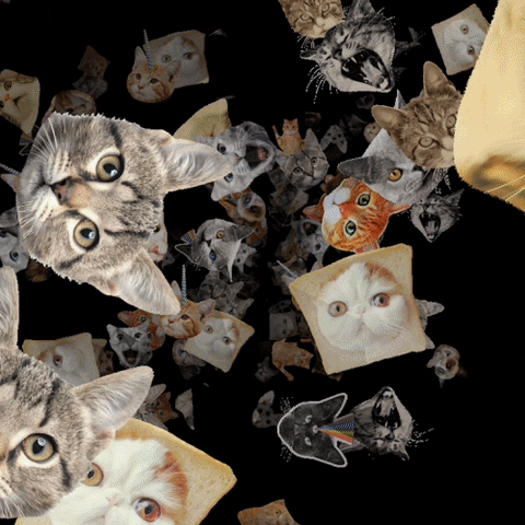 Digital art gif. Bunch of different cat heads making different expressions are floating towards us.