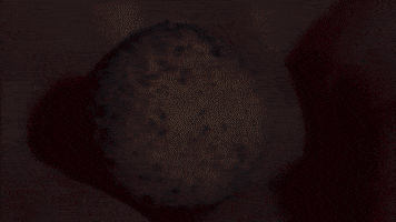 alemaraz666gmailcom platypus hatching GIF