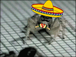 2016 GIF by beinglatino
