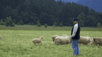 big body bes sheep GIF by F*CK, THAT'S DELICIOUS