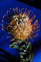 200.gif?cid=fc005b08fc76591eadbfa6c1b9d332d15193a891dee53873&rid=200.gif&ct=g