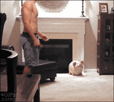 potti  GIF