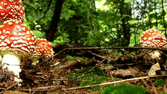 drlistig mushrooms popup dame edna drlistig GIF