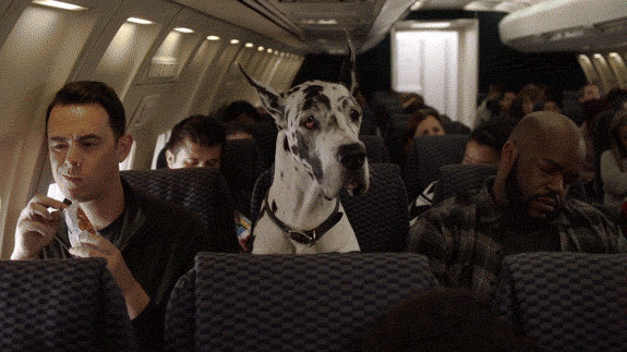 GIF of a dog on an airplane